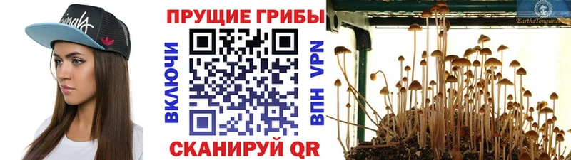 ссылка на мегу tor  Трубчевск  Псилоцибиновые грибы ЛСД 
